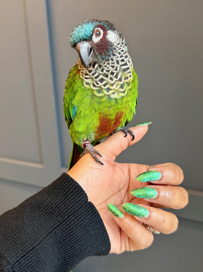 From Griffin With Love (and Bites)